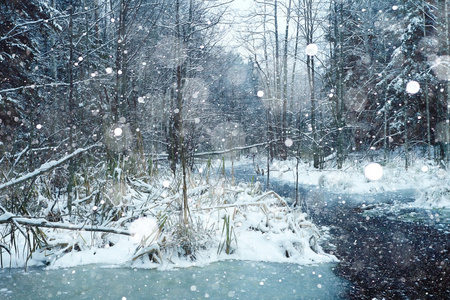 下雪的冬天，在森林里