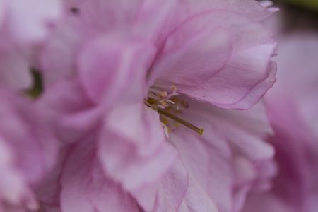 春天的粉红色的花