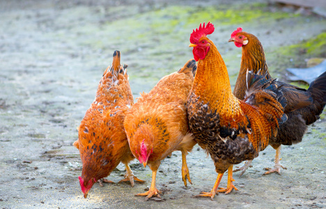 一群鸡和放牧的公鸡照片