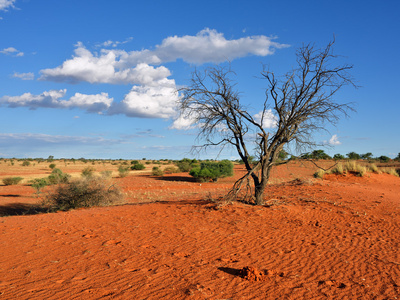 喀拉哈里沙漠纳米比亚