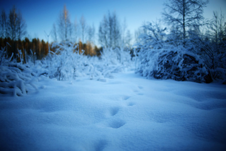 天雪闪亮森林