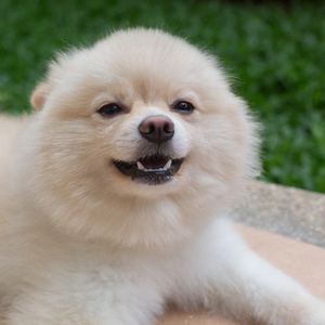 博美犬狗幸福的微笑