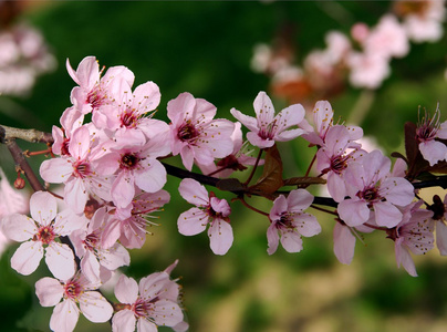 crabappple 树与粉红色的花朵在春天