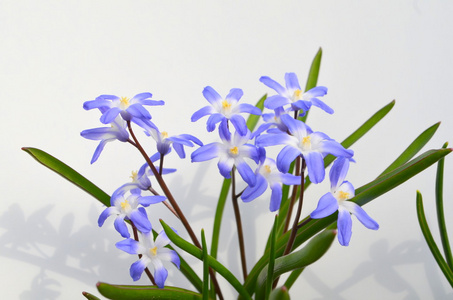 Chionodoxa 蓝色报春花