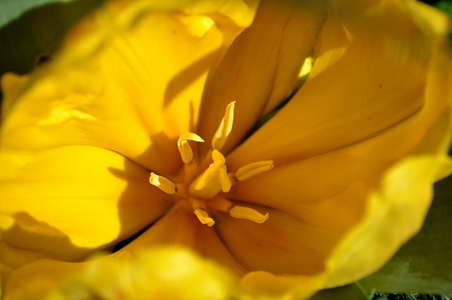 黄色郁金香花萼照片