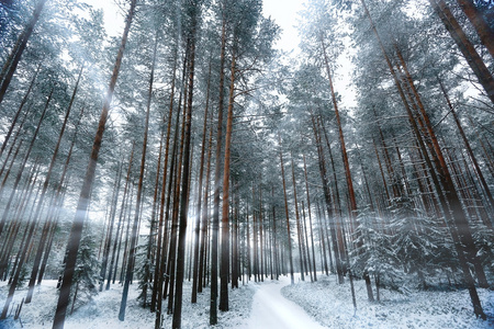 下雪的冬天，在森林里