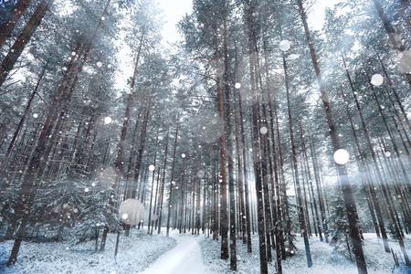 下雪的冬天，在森林里