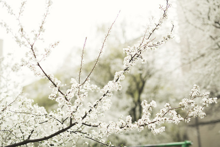 春天开花和各木花卉