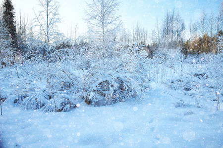 天雪闪亮森林