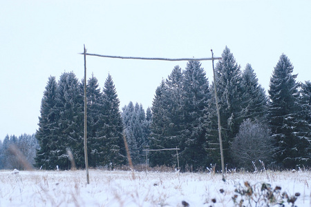 在雪和冷杉树的领域