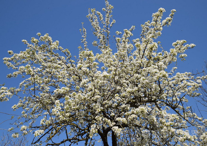 花园里盛开的野梨春天开花的树梨花授粉