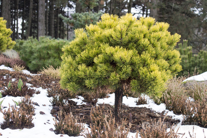 绿色矮山松