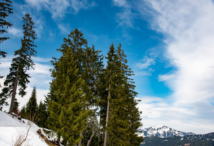 美丽的松树在天空背景