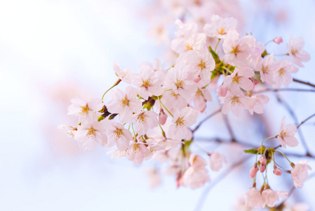 抽象的樱花软焦点，背景