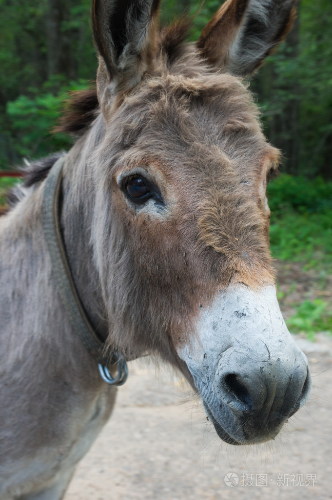 灰色的驴头的画像