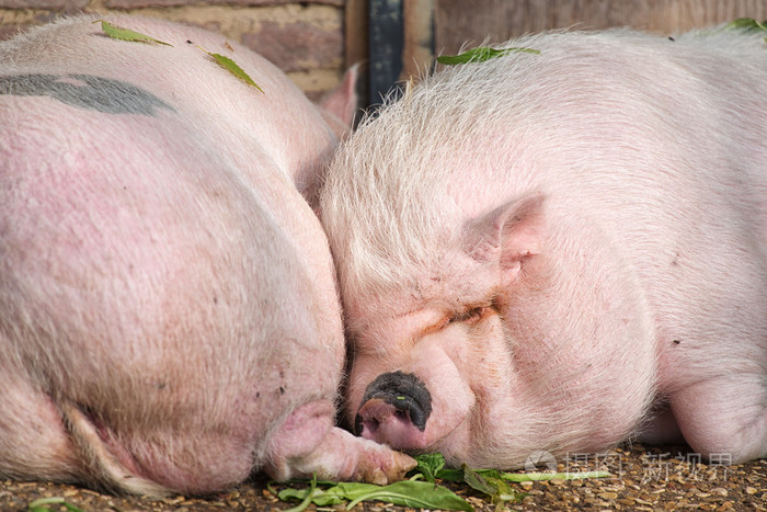 两只小猪睡关闭