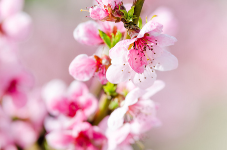 粉红桃花