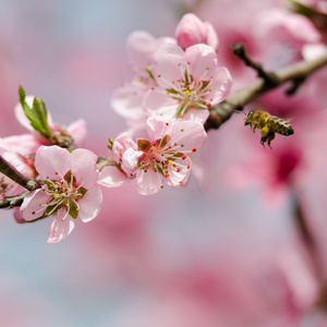 粉红桃花