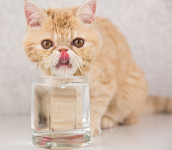 逗猫品种饮料水