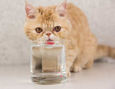 逗猫品种饮料水