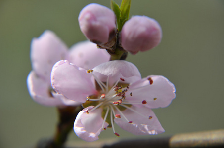 粉红中国梅花或日本杏花, 梅花