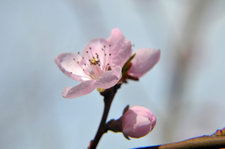 樱花小枝. 红色梅花以经典的美风