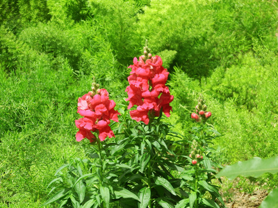 红色春天的花朵