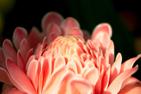 粉红色的花和光 3604