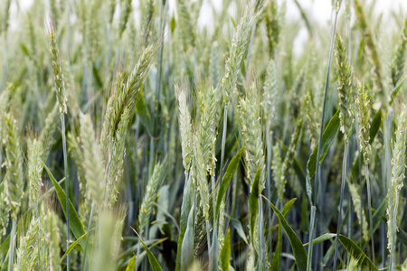 盛开的黑麦, 开花照片