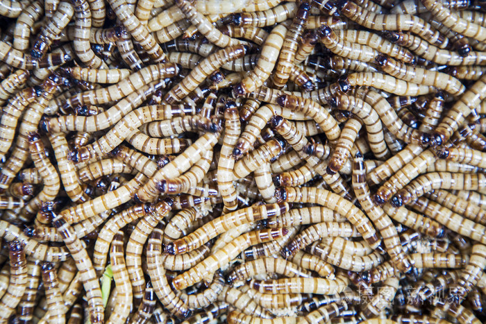 在市场上的食用蠕虫