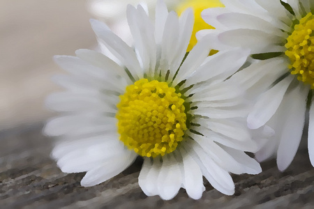春天的白色雏菊