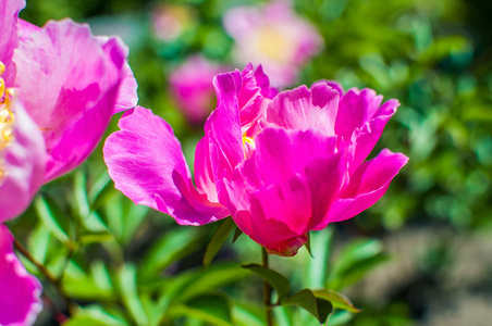 粉红牡丹花瓣上自然背景的特写