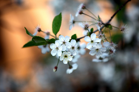 在春季的一天在公园里的樱花的白花