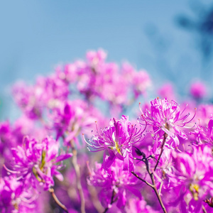 关闭的粉红色杜鹃花与模糊背景