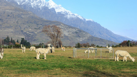 羊驼养殖领域