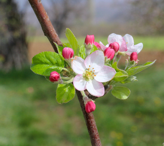 在 4 月的粉红色苹果花
