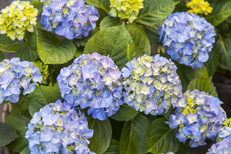 在城市环境中的花朵