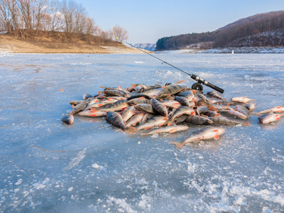 赶上渔夫，鱼儿在冰上。冬天钓鱼，钓到了鱼，在冰上。大量的冰上的鱼