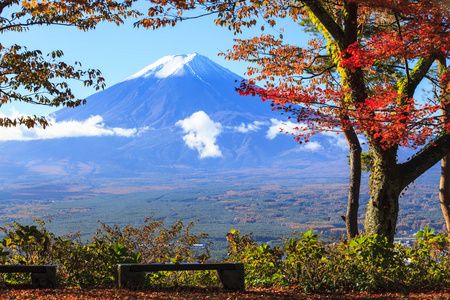 日本富士山与漂亮的黄色颜色秋天的季节