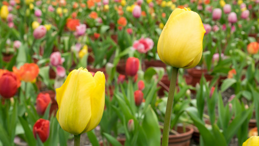 花园里美丽的黄色郁金香花