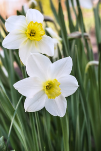 早春开花的白色水仙