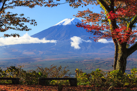 日本富士山与漂亮的黄色颜色秋天的季节