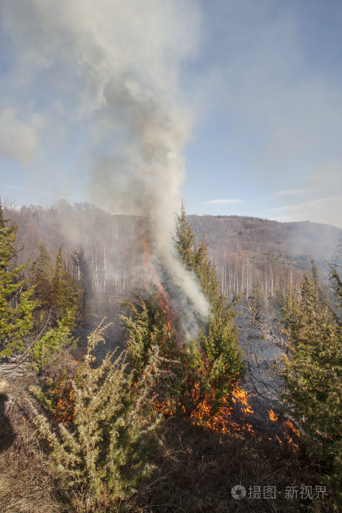 干燥的森林火灾