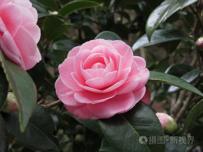 粉色山茶花粳稻乙女椿被称为古代日本优良品种照片 正版商用图片1n8yvc 摄图新视界 粉色山茶花粳稻乙女椿被称为古代日本优良品种照片 正版商用图片1n8yvc 摄图新视界