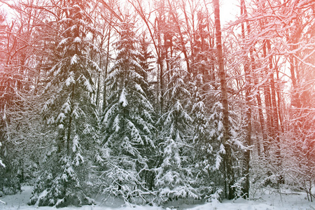 冬天的森林。冬季景观。冰雪覆盖的树木