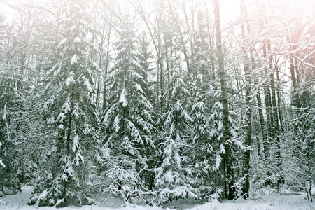 冬天的森林。冬季景观。冰雪覆盖的树木