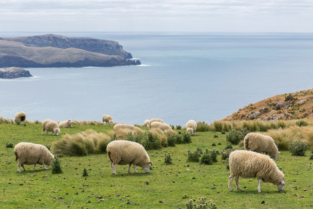 成群的牛羊放牧在壮观的海洋景色的字段