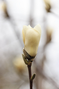 木兰花蕾未吹