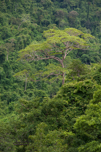泰国热带雨林国家公园世界
