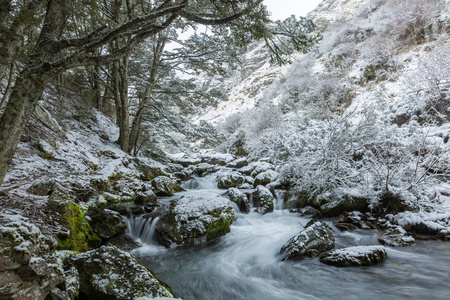 在雪中的瀑布和山毛榉森林